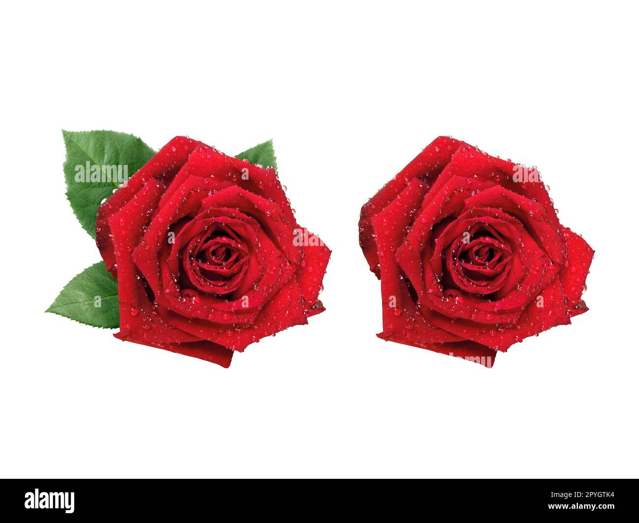 red rose isolated on white background Stock Photo