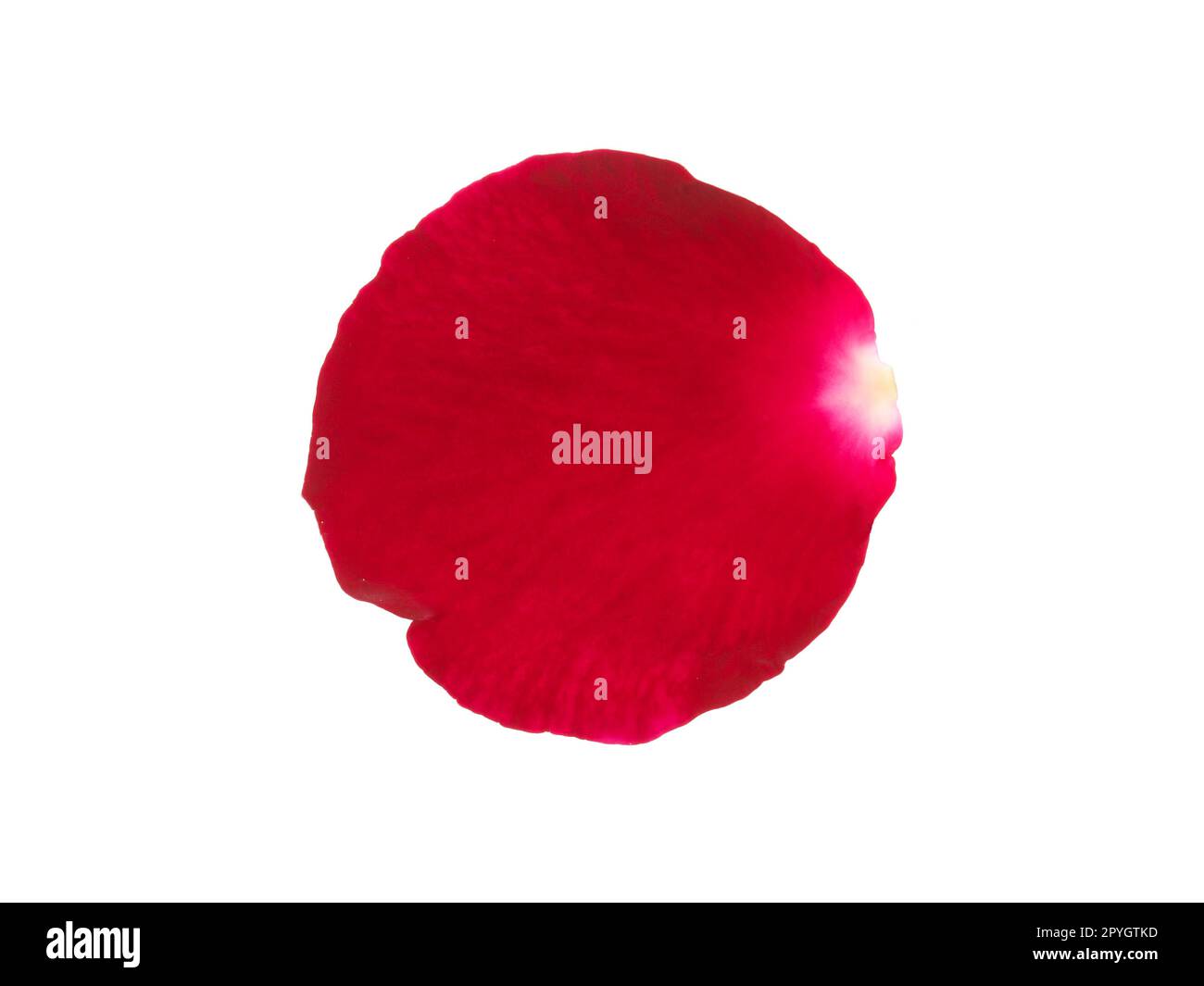 Red rose petals isolated on a white background Stock Photo - Alamy