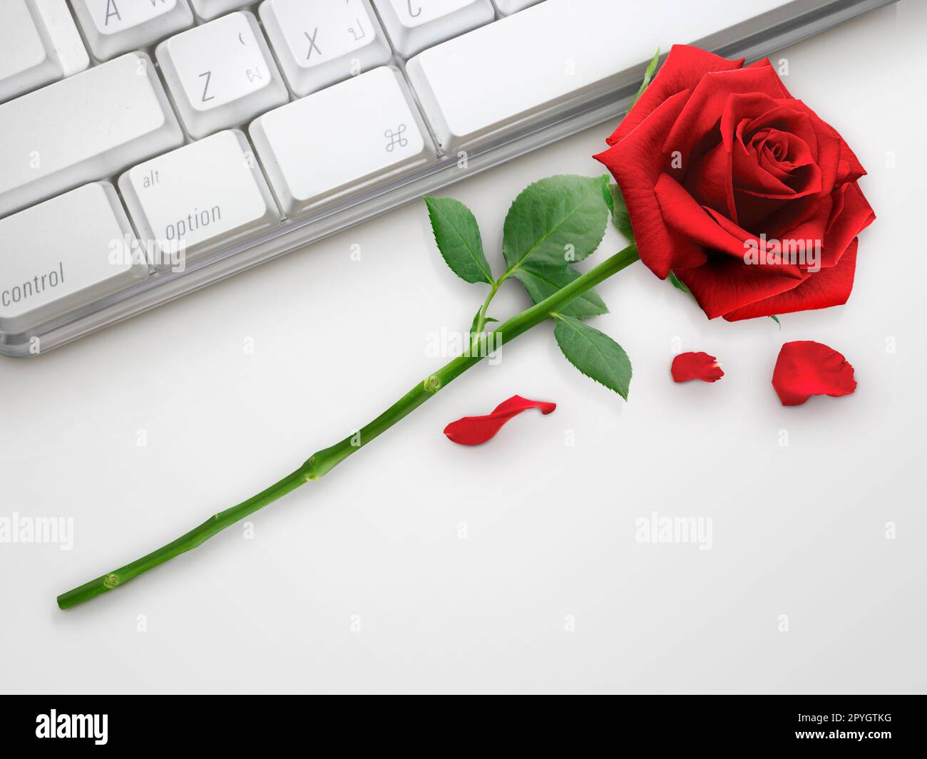 Red rose keyboard hi-res stock photography and images - Alamy