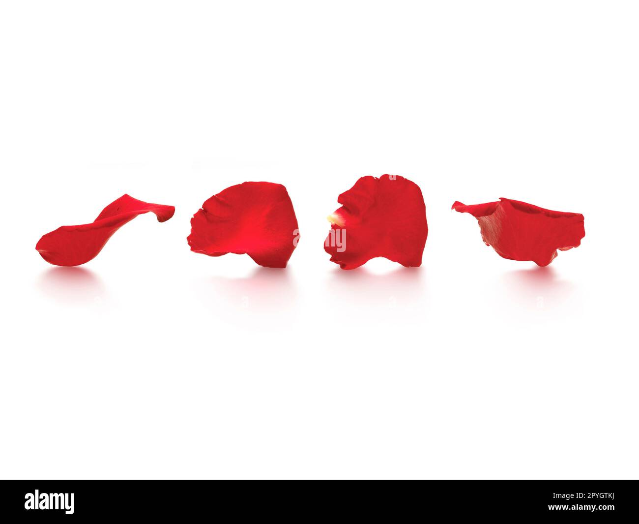 Red rose petals isolated on a white background Stock Photo - Alamy