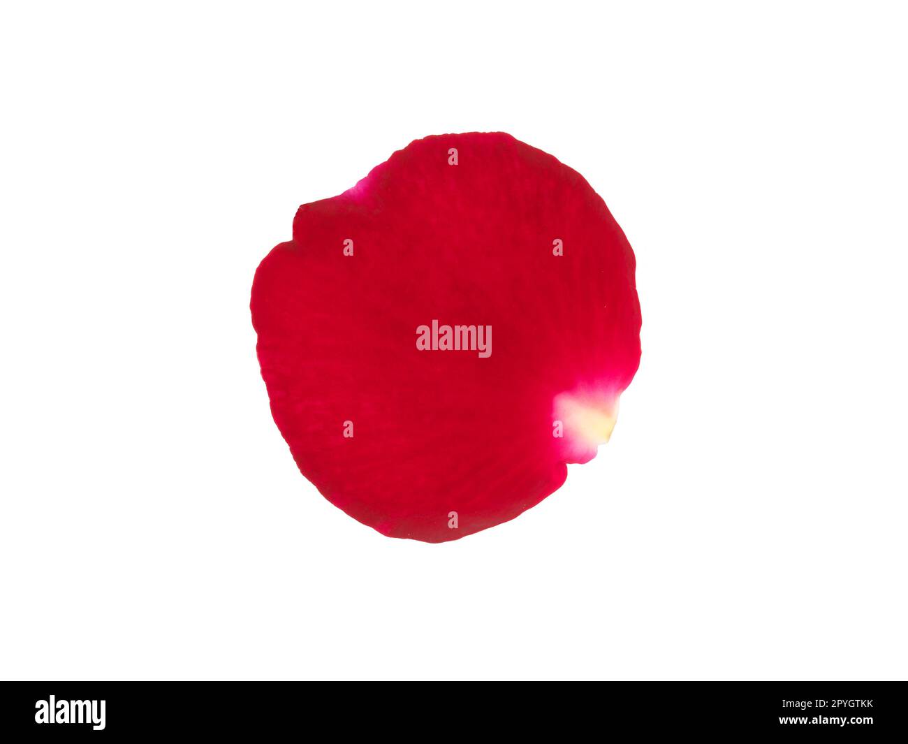 Red rose petals isolated on a white background Stock Photo - Alamy