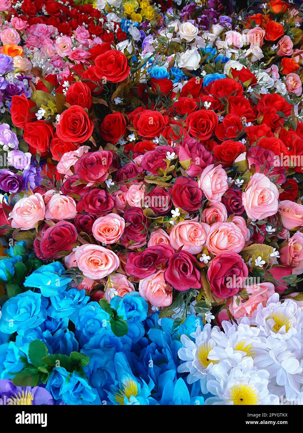 Types of roses hi-res stock photography and images - Alamy