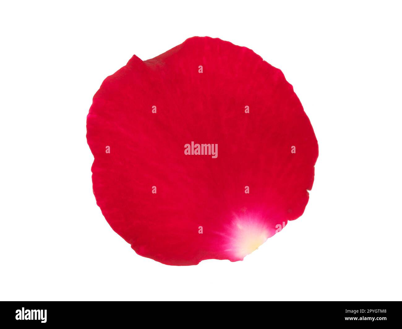 Red rose petals isolated on a white background Stock Photo