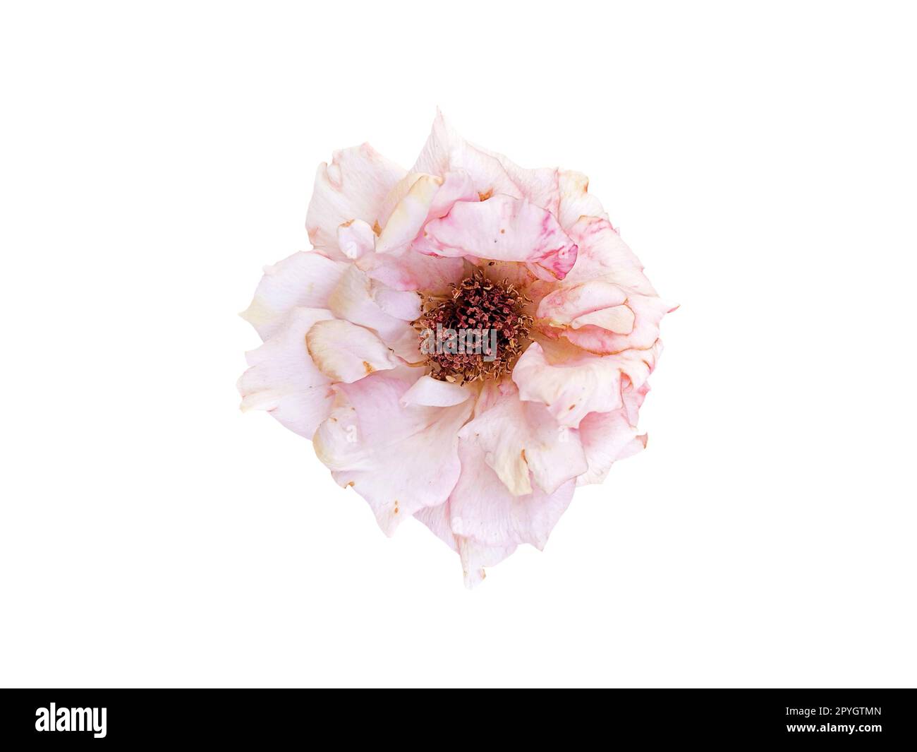 slightly withered roses isolated on white background Stock Photo