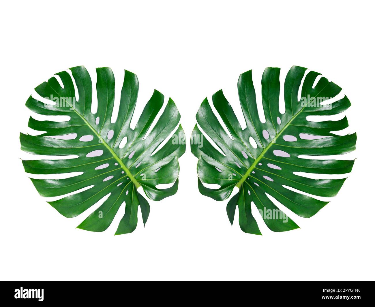 Two Tropical jungle Monstera leaves isolated, Swiss Cheese Plant, isolated on white background Stock Photo