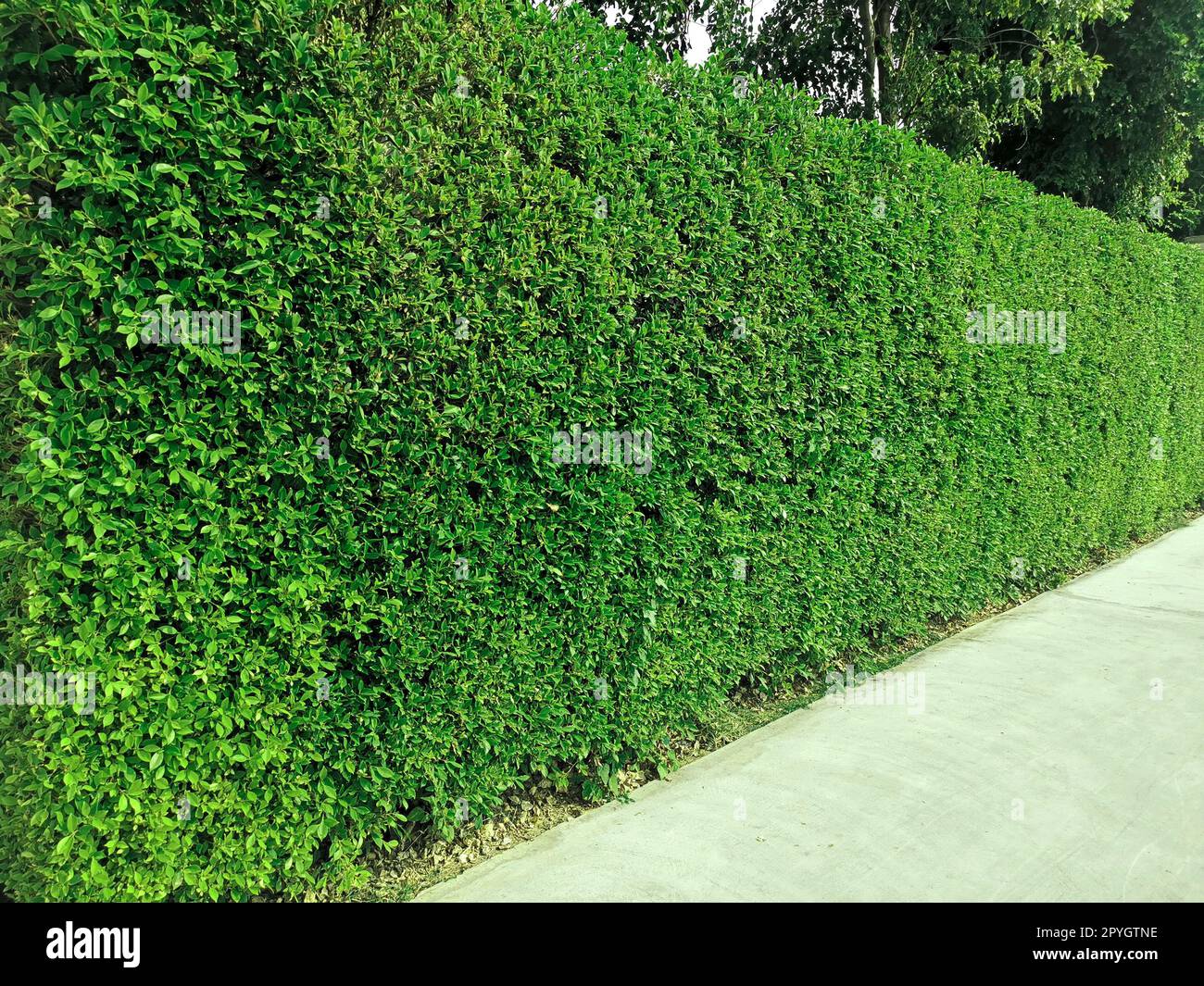 Walkway with and green grass wall texture Stock Photo