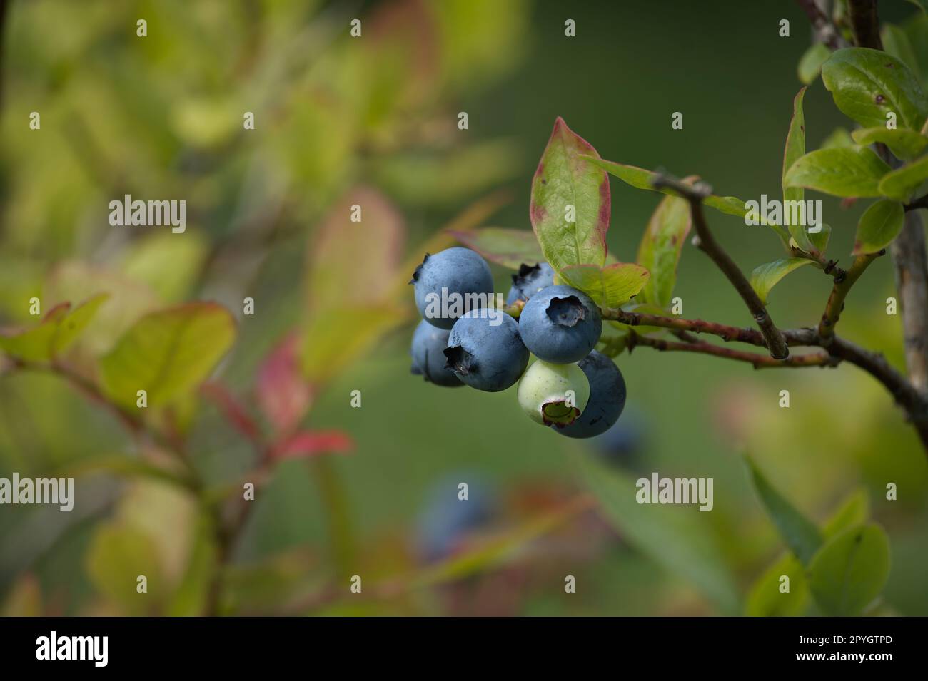 Blueberry Stage Ripe Ripening blueberry in cluster hi-res stock photography and images - Alamy