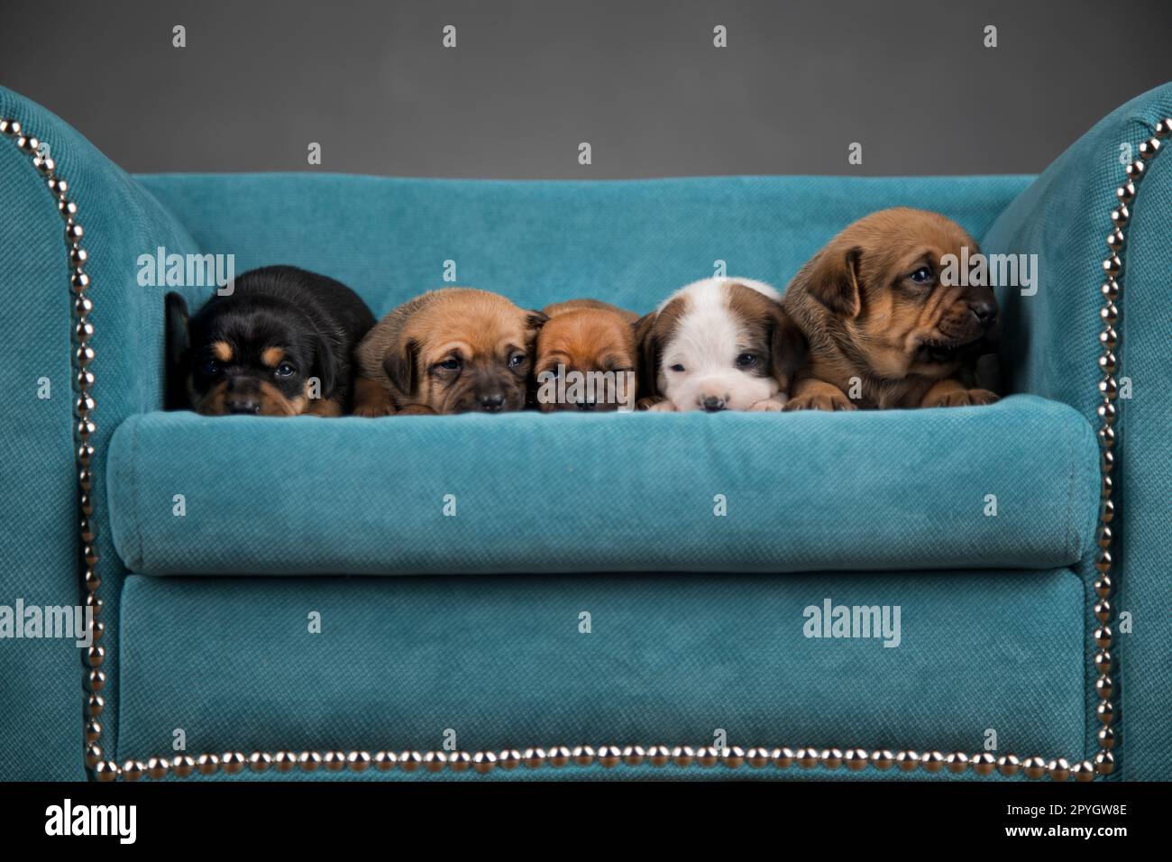 Little puppies sleeping in bed Stock Photo - Alamy