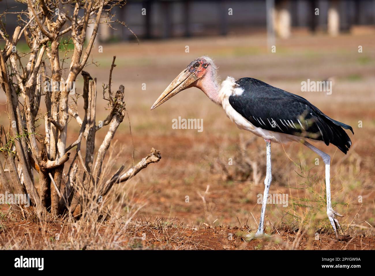 This photo showcases the impressive and imposing presence of the marabou stork, as it walks confidently across the savannah of the Kenyan Tsavo East r Stock Photo