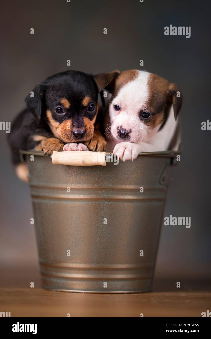 Puppies in a metal bucket Stock Photo - Alamy