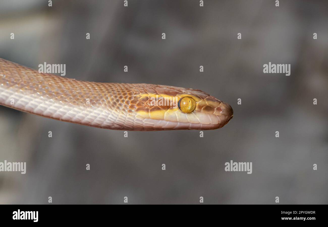 A selective focus shot of details on a bug-eyed house snake with yellow ...