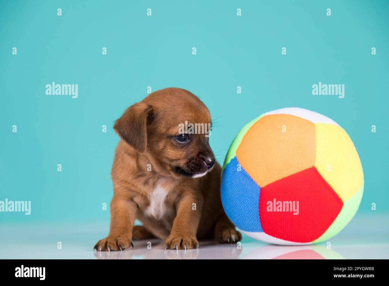 Puppy dog is playing with a ball Stock Photo - Alamy