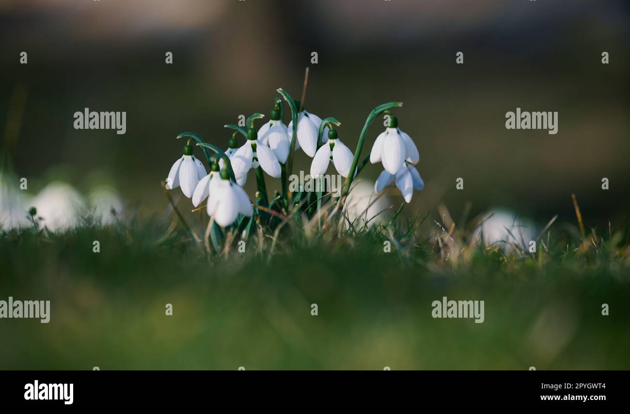 Growing snowdrops with white flowers in the middle of the forest, spring flowers Stock Photo