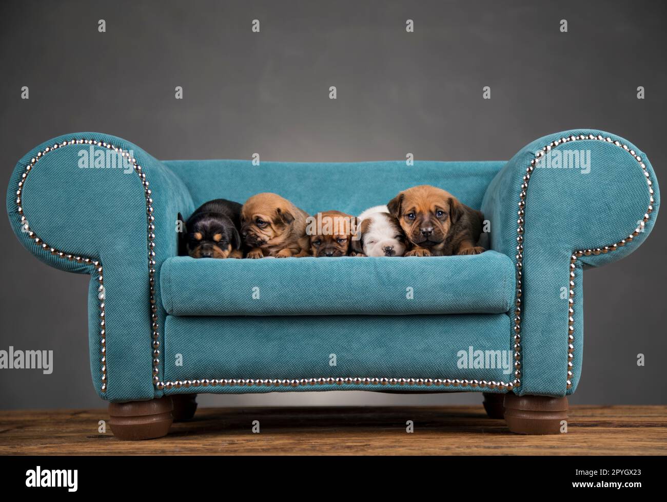 Little puppies sleeping in bed Stock Photo - Alamy
