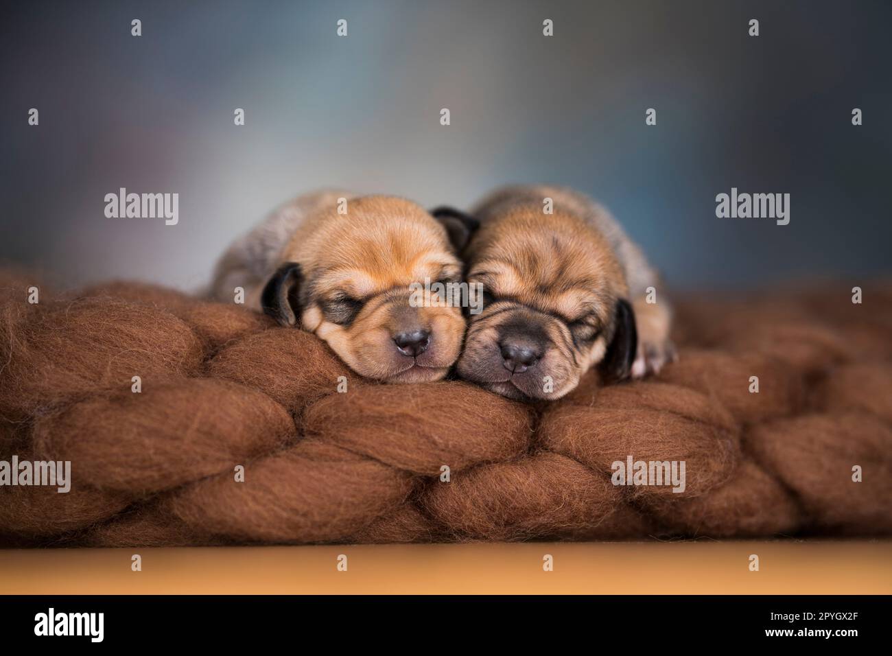 Little cute puppies are sleeping on a blanket Stock Photo - Alamy