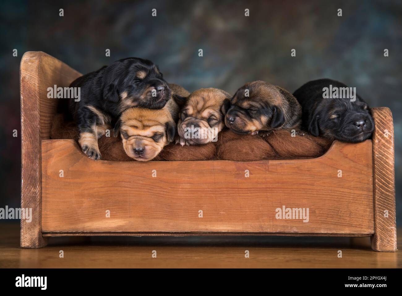Little puppies sleeping in bed Stock Photo - Alamy