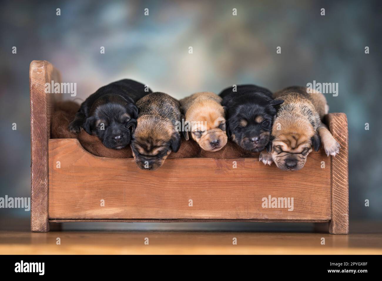 Little puppies sleeping in bed Stock Photo - Alamy