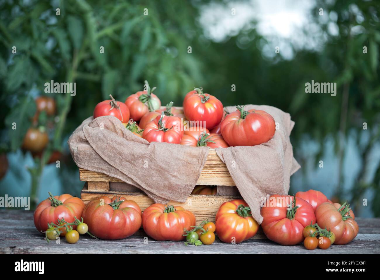 Red Tomatoes in a Greenhouse, organic food Stock Photo - Alamy