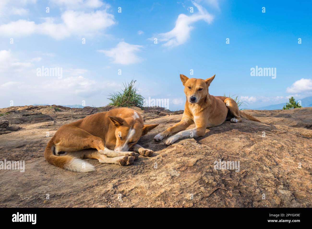 Two Indian pariah dogs on top of the Ella Rock Stock Photo