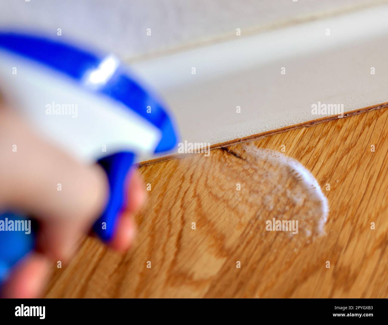 Application of a chlorine-free anti-mould product for mold under parquet and wooden floors. Stock Photo