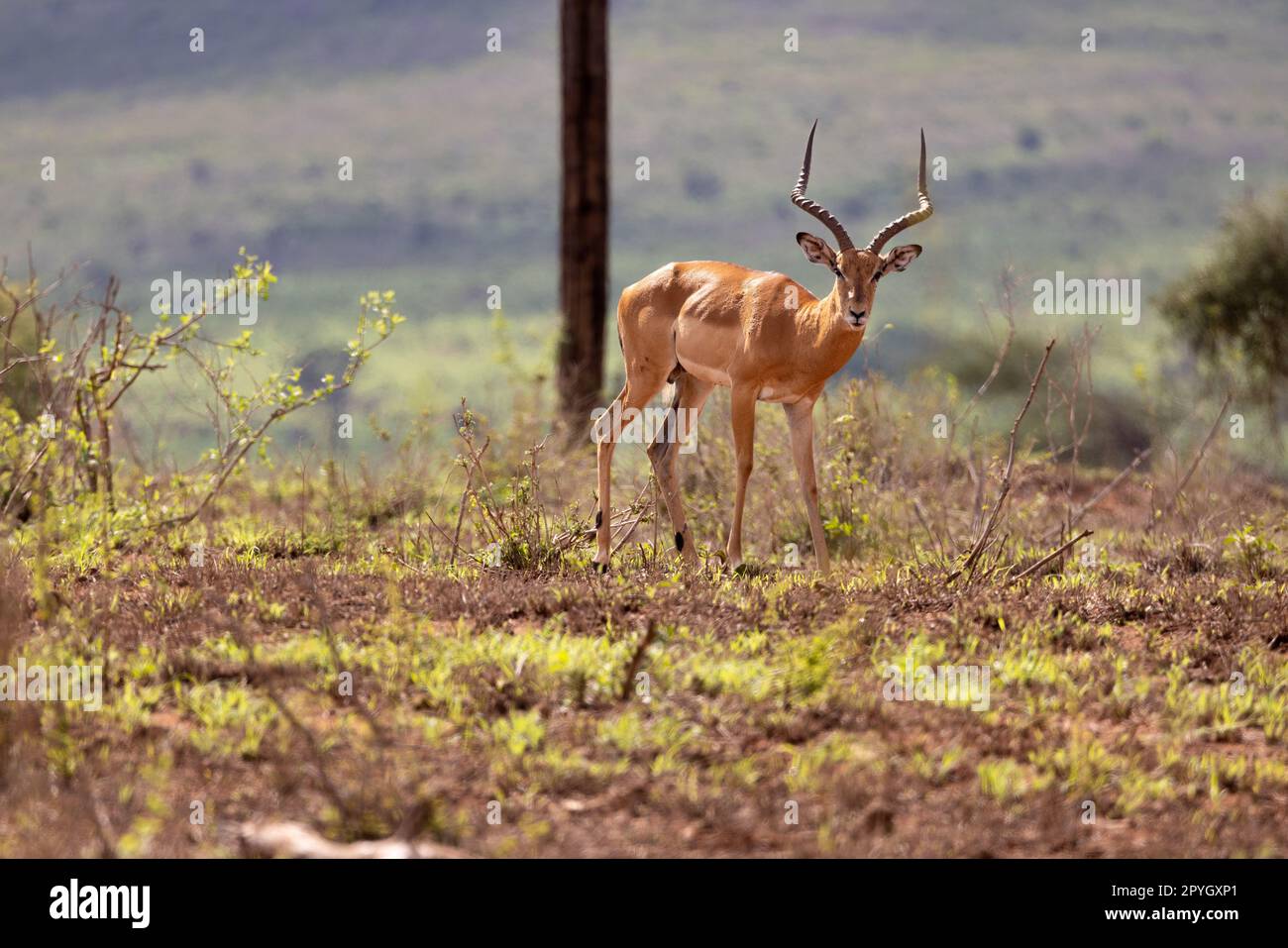 This photo captures the peaceful scene of an impala grazing on the golden savannah grasses of the Kenyan Tsavo East reserve. Its striking curved horns Stock Photo