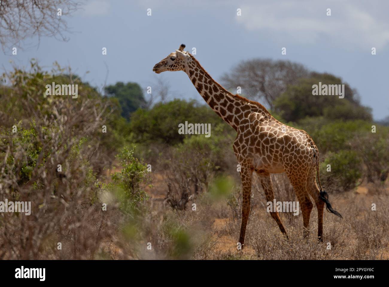 This stunning photo captures the giraffe in full motion as it runs across the open savannah of the Kenyan Tsavo East reserve. The giraffe's long legs Stock Photo