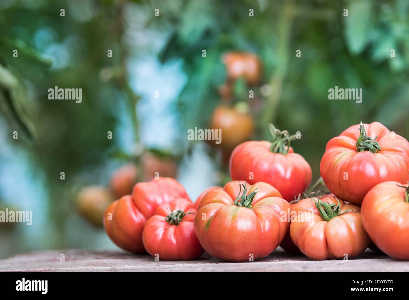 Vegetables, Tomatoes, on desk in garden Stock Photo Alamy