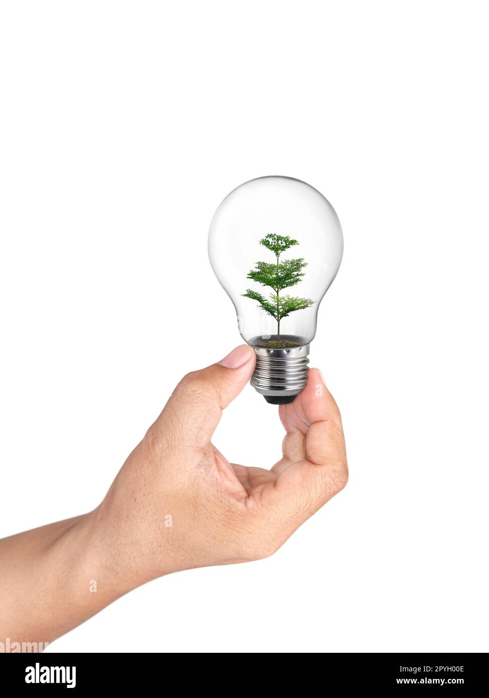 hand holding light bulb with green tree inside of on White Background ...