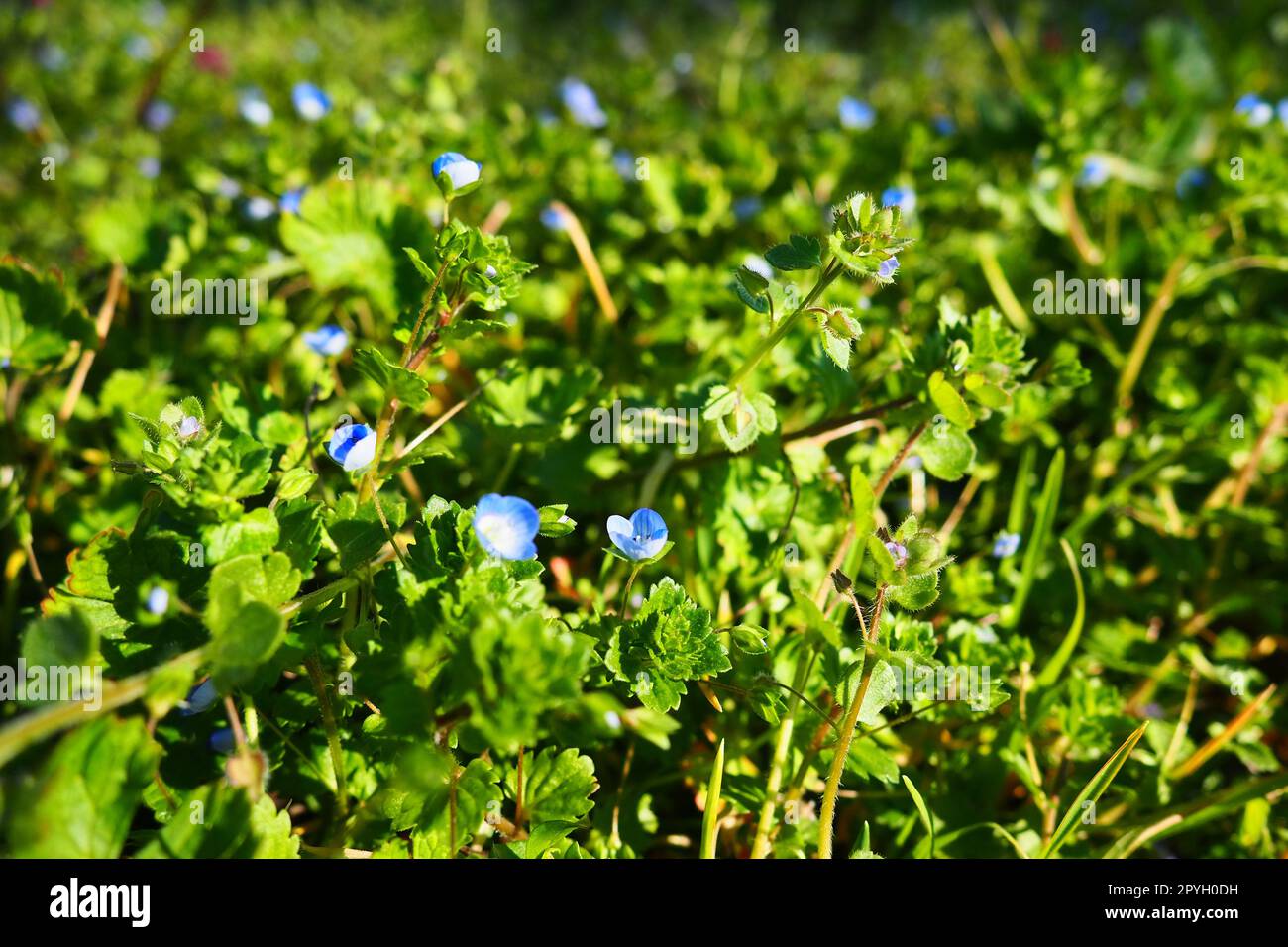 Forget-me-not flower with bright green leaves.Blue flowers on a green background. Blooming flowers nature background. Scorpion grasses. Myosotis scorpioides. Forget-me-nots are a popular bridal flower Stock Photo
