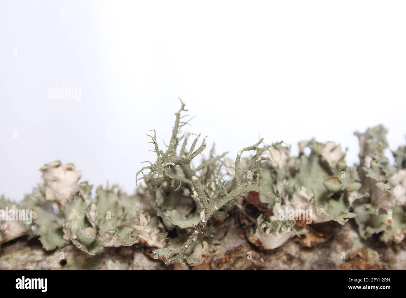 Lichen Tree Fungus Growing on Tree Branch in East Texas Stock Photo