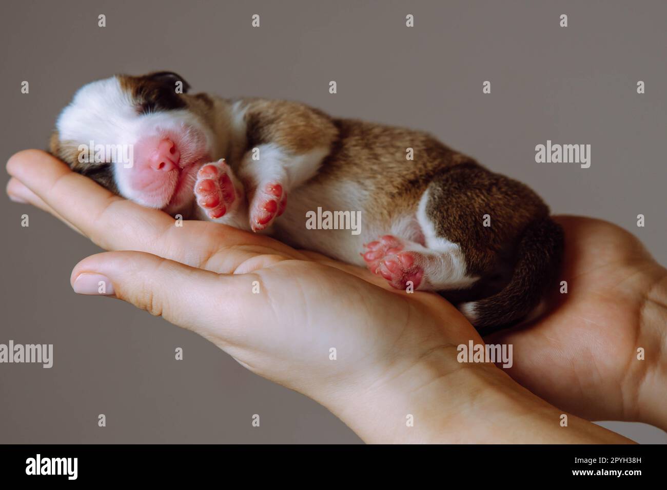Side view of amazing two-month-old puppy of dog pembroke welsh corgi relaxing on side on hands of unrecognizable woman. Stock Photo