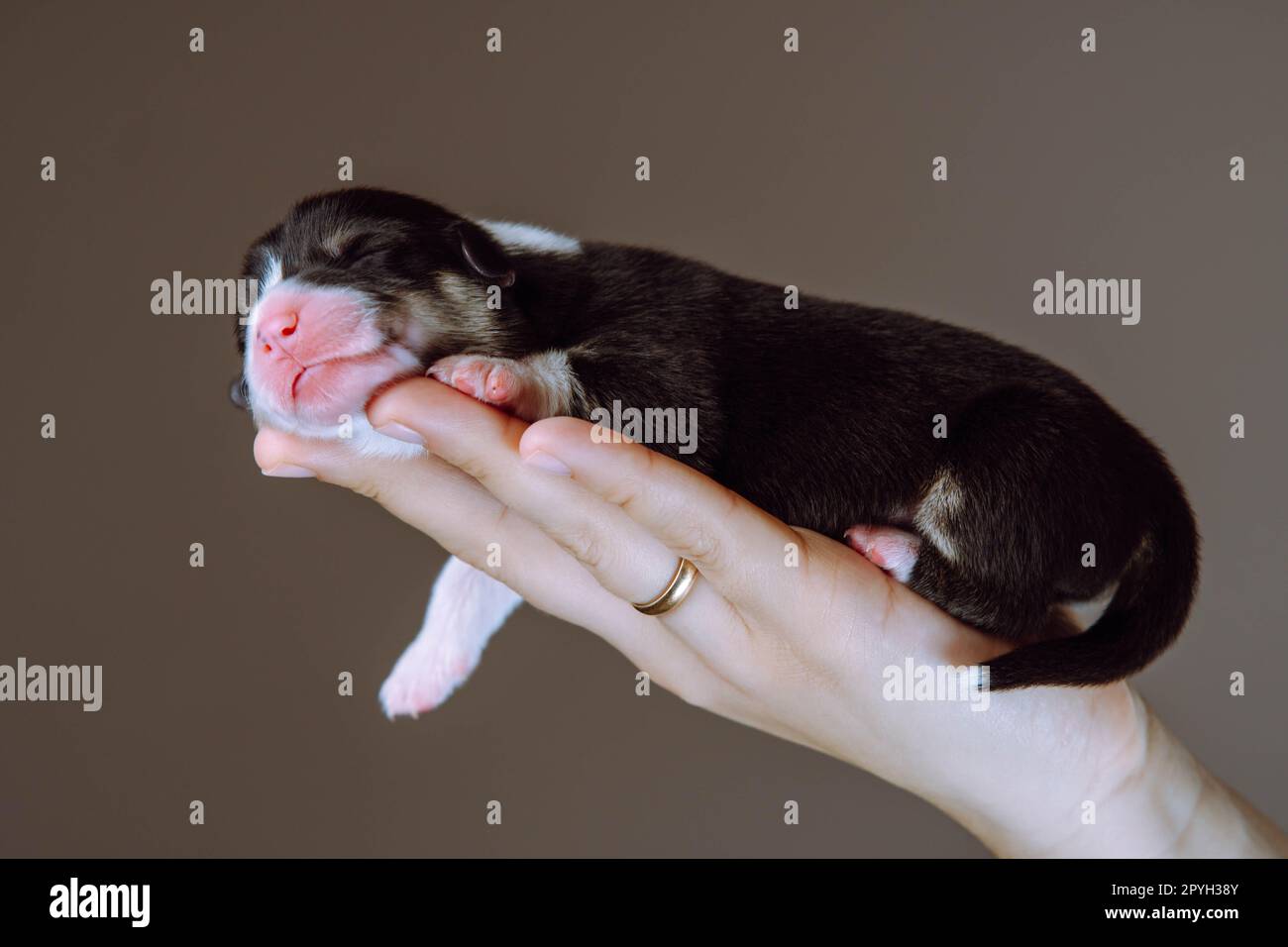 Side view of pretty two-month-old puppy of dog pembroke welsh corgi sleeping relaxing on hand of woman dangling paw. Stock Photo