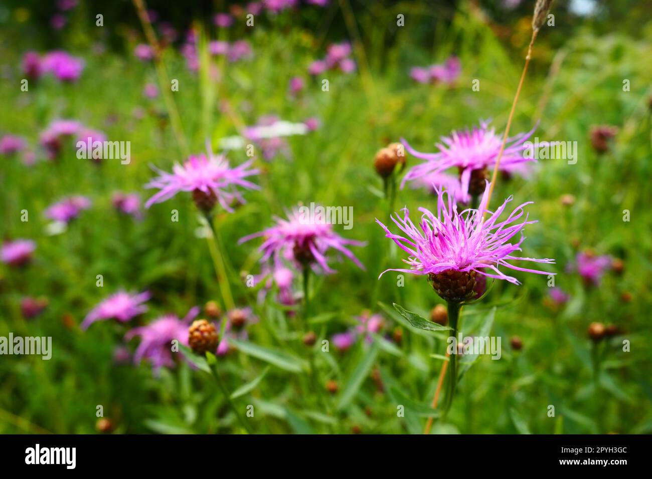 Meadow cornflower Centaurea jacea is a field weed plant, a species of the genus Cornflower of the family Asteraceae, or Compositae. Grows in meadows and forest edges. Violet elegant flower. Karelia Stock Photo