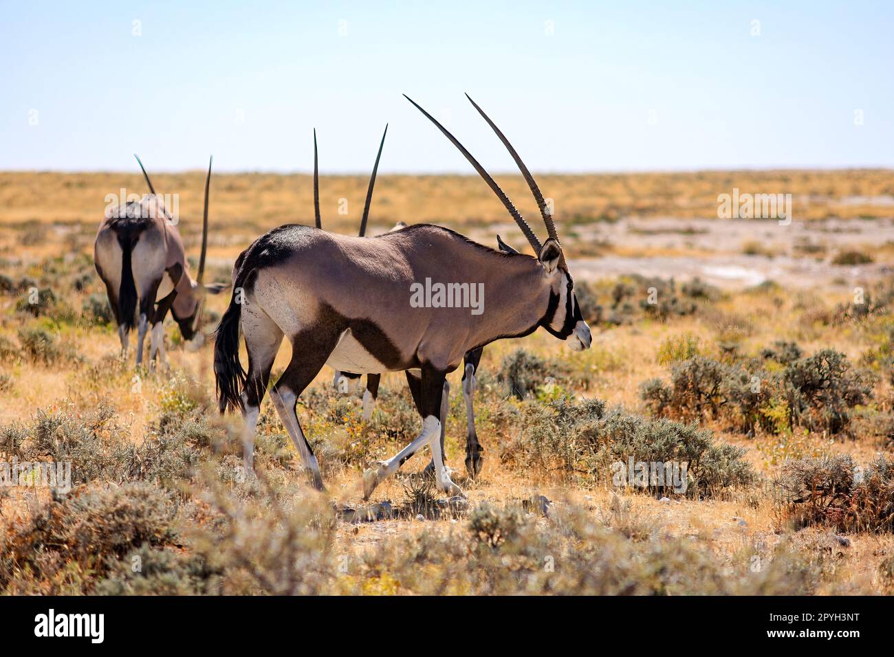 Oryx Antilope in the Etosha Park Namibia Stock Photo