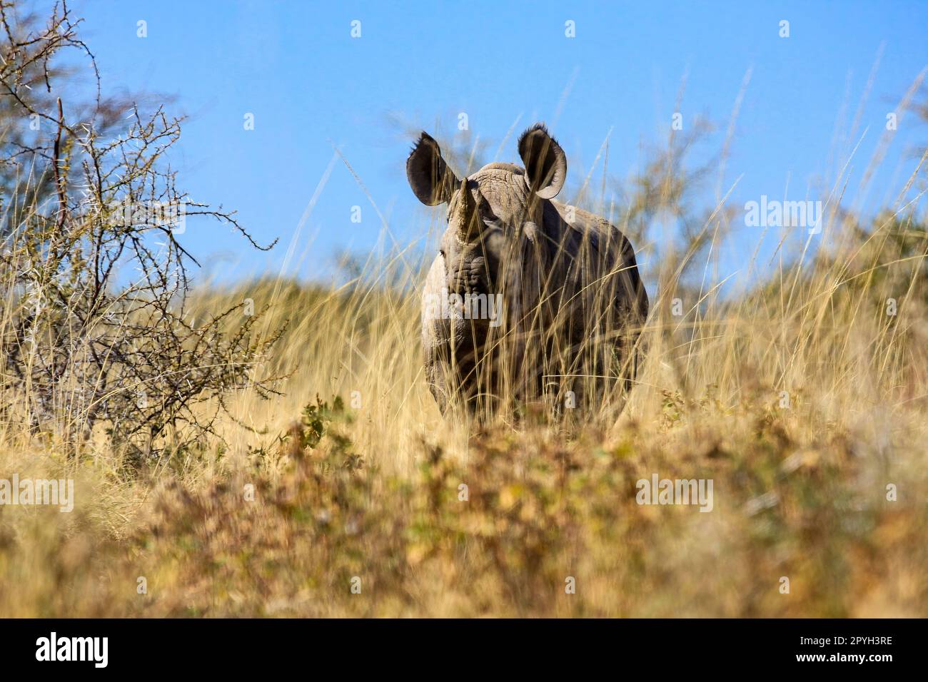 Africa savannah namibia horn hi-res stock photography and images - Alamy