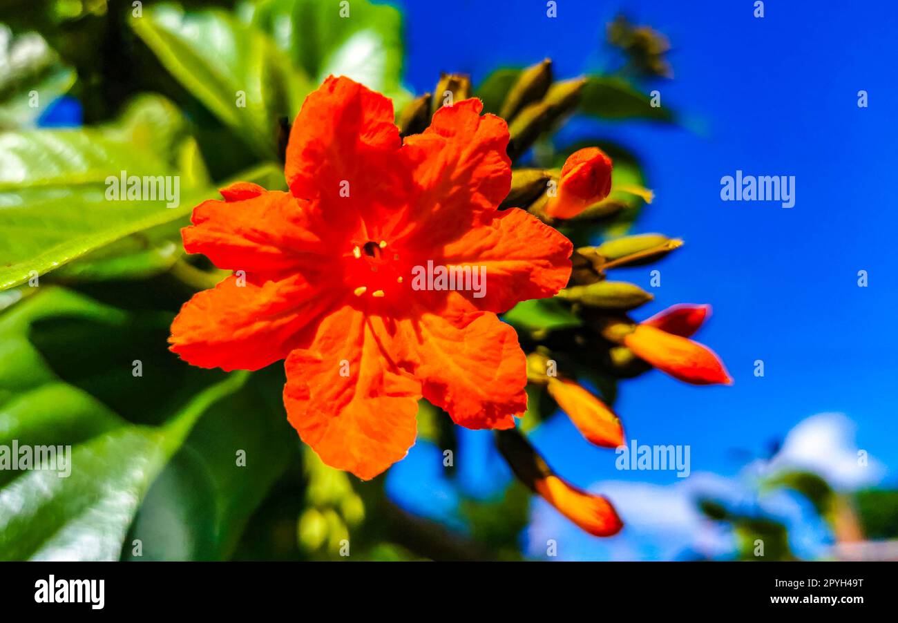 Kou Cordia subcordata flowering tree with orange flowers in Mexico. Stock Photo