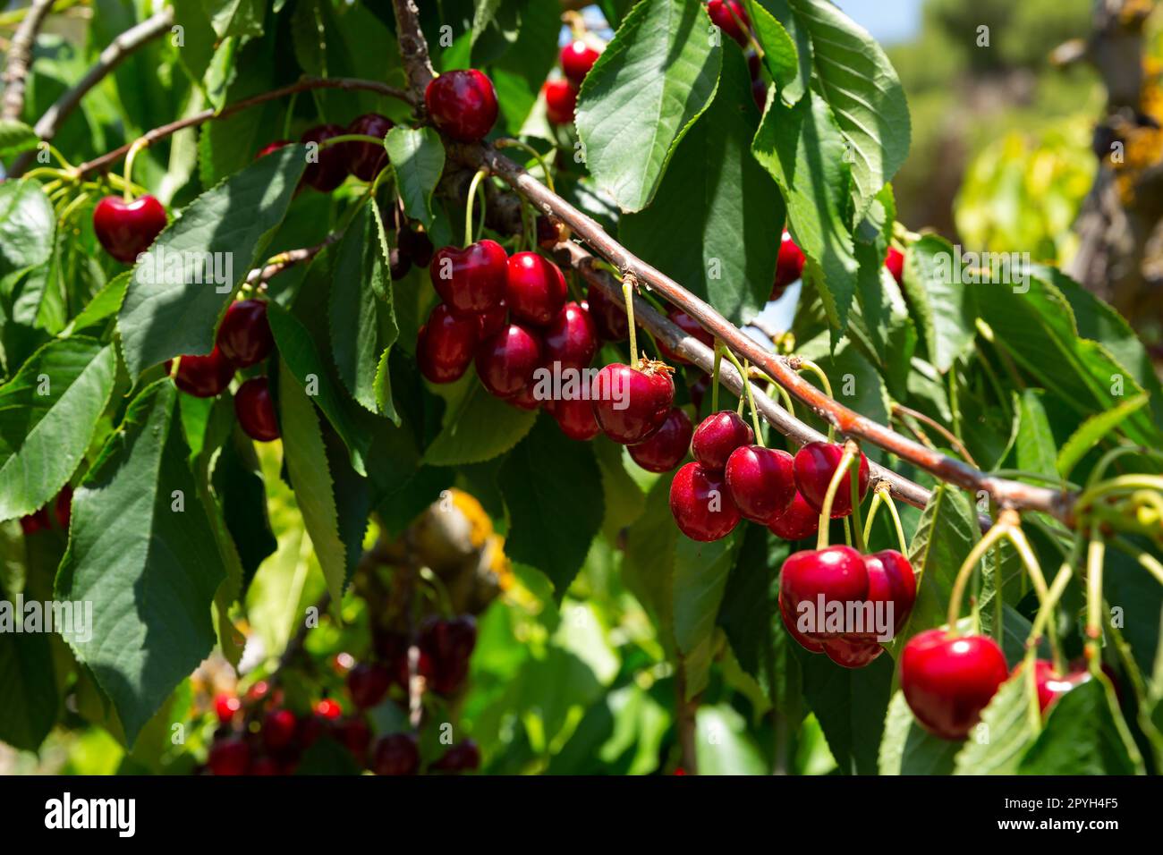Cherry trees fruits hi-res stock photography and images - Alamy