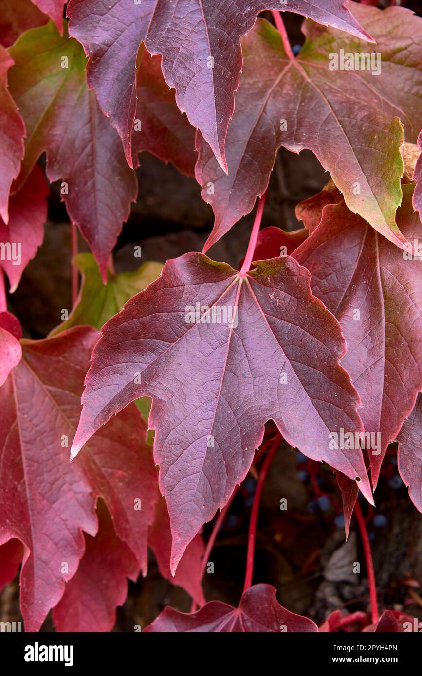 Detail of green and red ivy leaves. Stock Photo