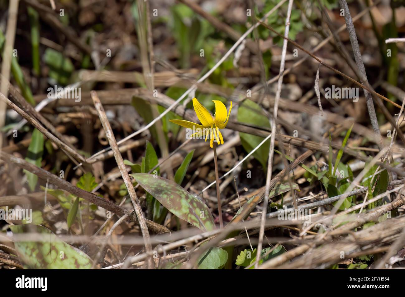Trout Lily, Yellow trout Lily (Erythronium americanum) Stock Photo