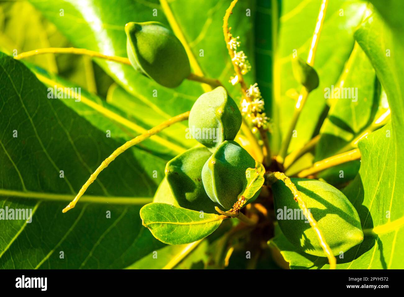Nuts on tropical tree Terminalia catappa sea almond caribbean Mexico. Stock Photo