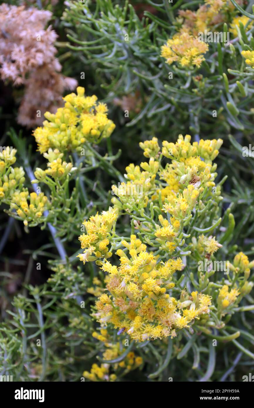 Seidenhaarige Schizogyne (Schizogyne sericea), endemisch auf den