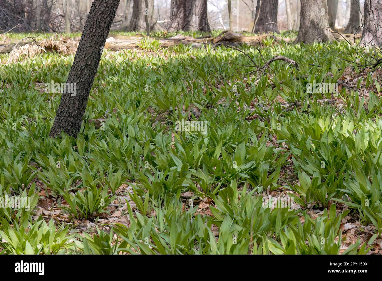 Wild Ramps wild garlic ( Allium tricoccum), commonly known as ramp