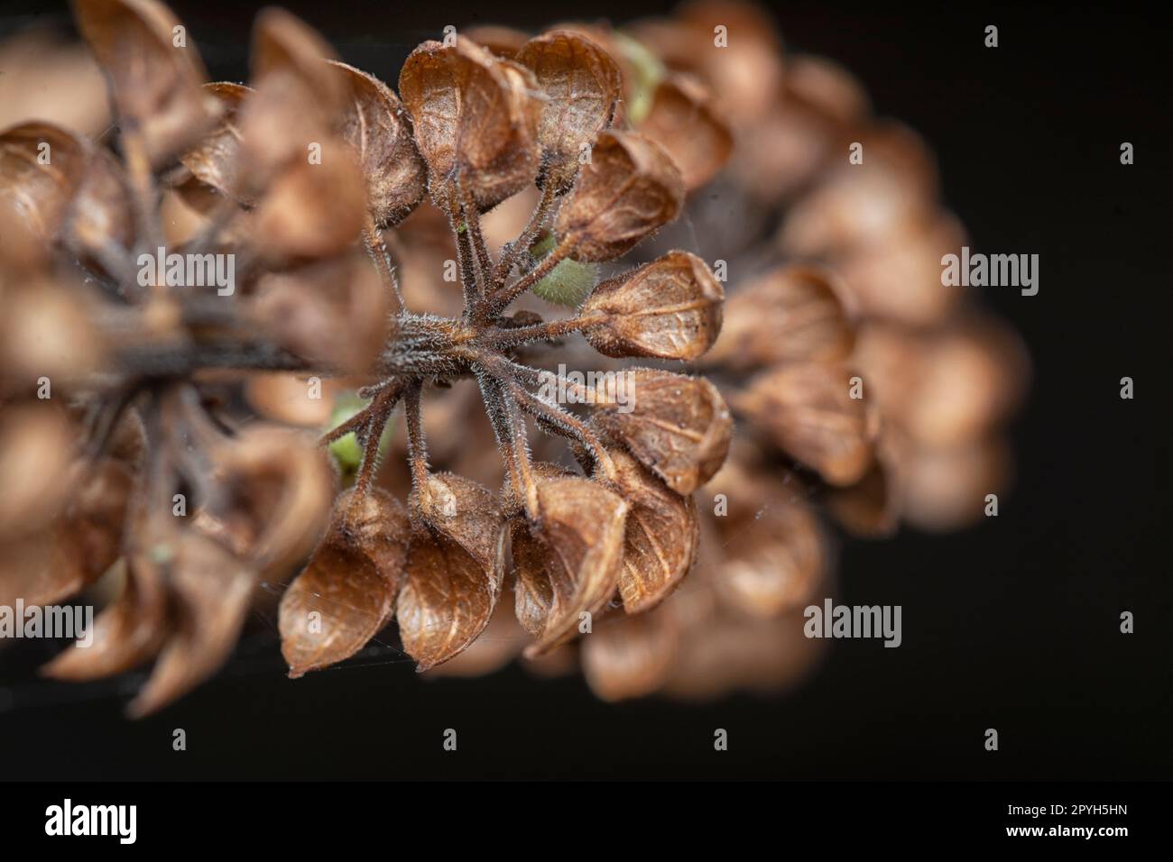 close shot of the dried Lamiaceae stalk shrub flower Stock Photo