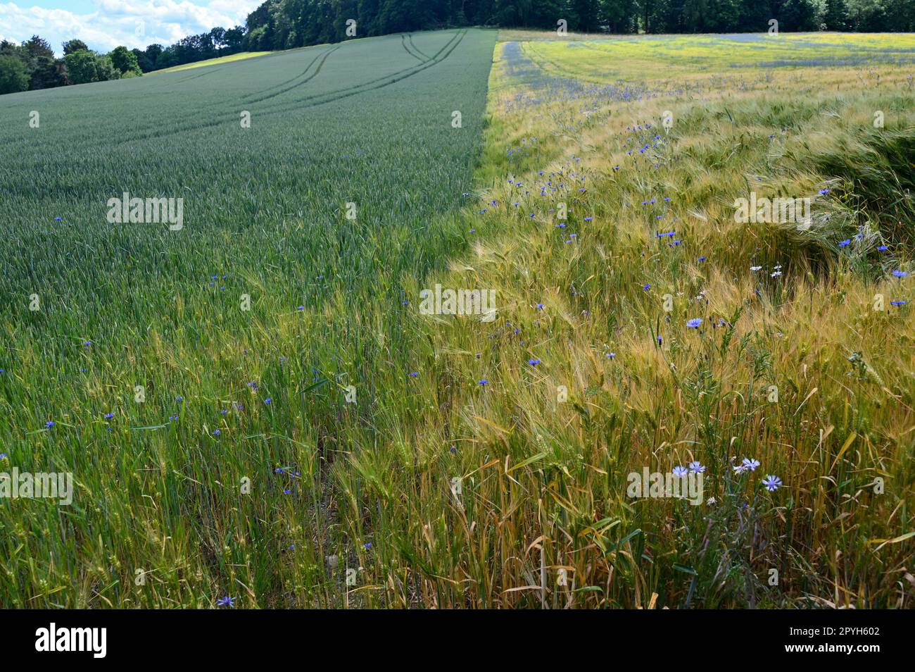 Grain field with lots of cornflowers and forest in the background Stock Photo