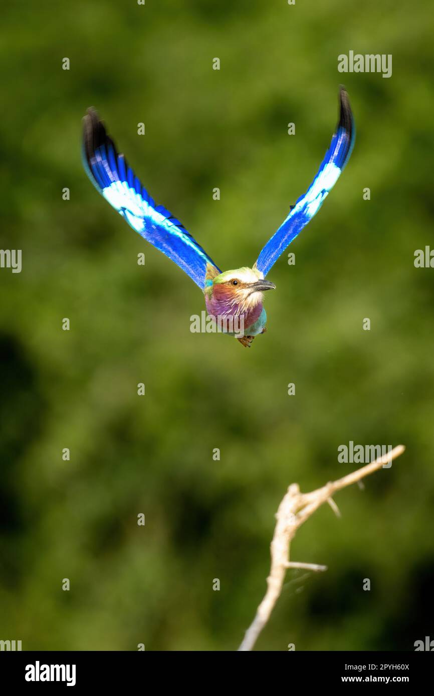 Lilac-breasted roller flying with wings in V-shape Stock Photo