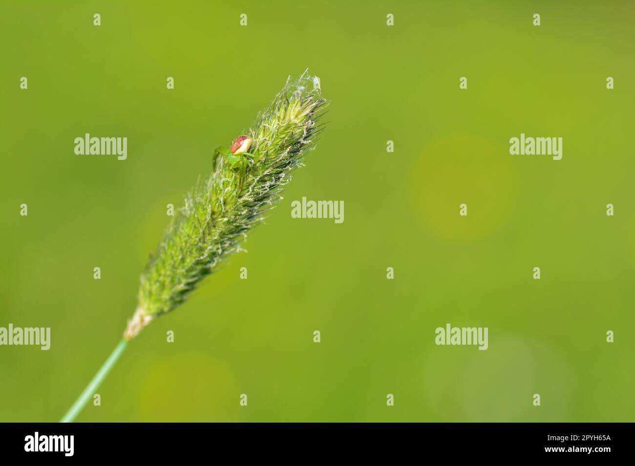 Green spider on a plant Stock Photo