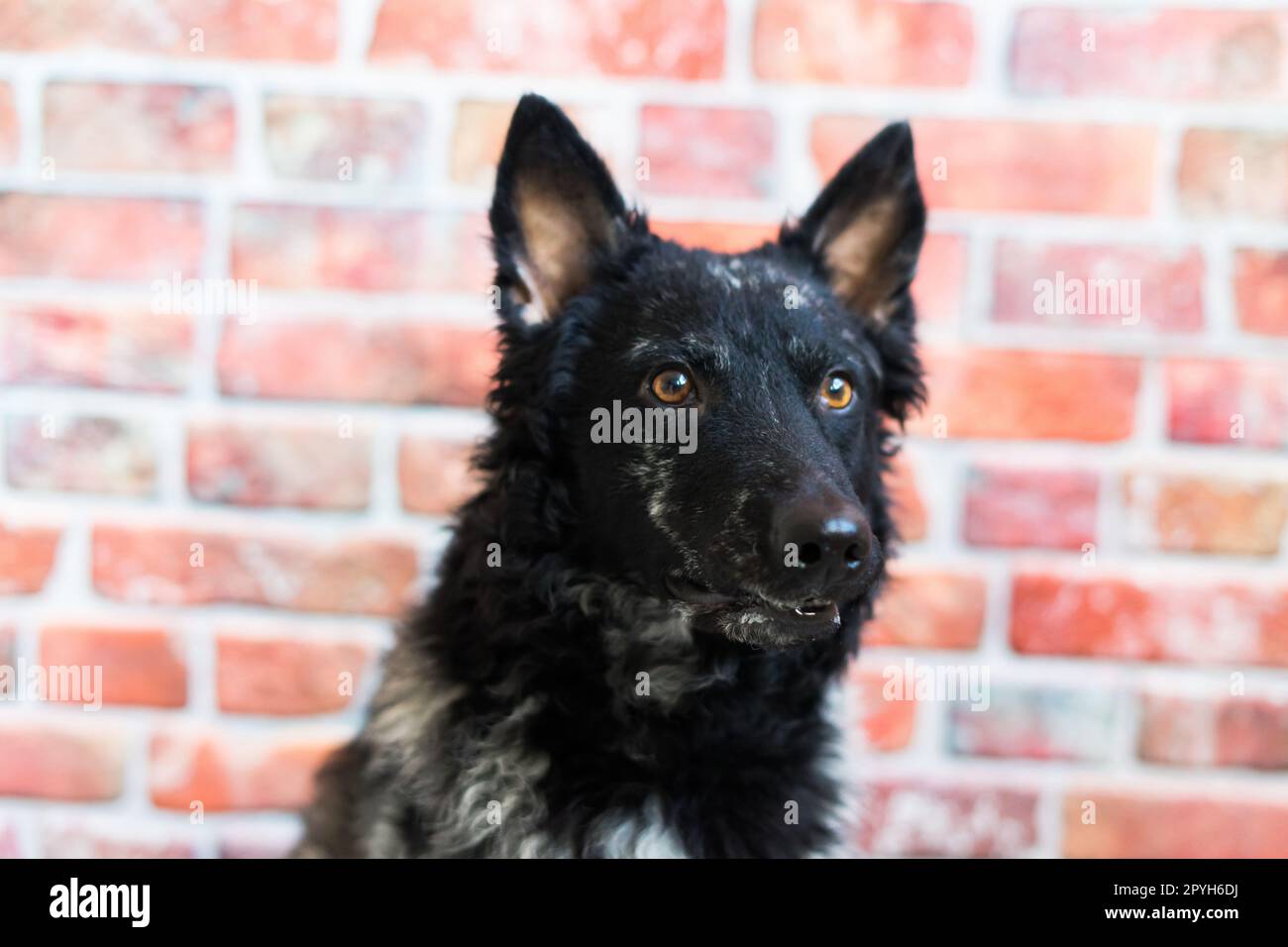 Mudi black dog sitting on chair in the interior Stock Photo - Alamy
