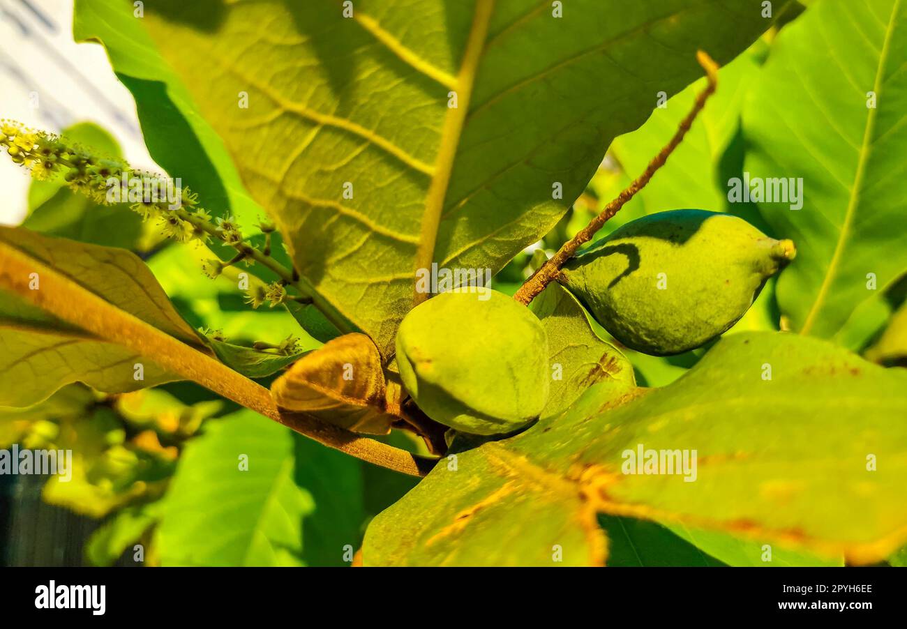 Nuts on tropical tree Terminalia catappa sea almond Zicatela Mexico. Stock Photo