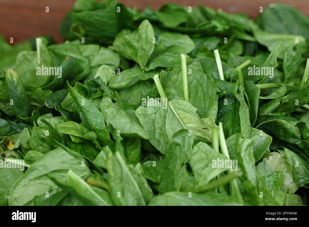 Spring Spinach Green spring hi-res stock photography and images - Alamy