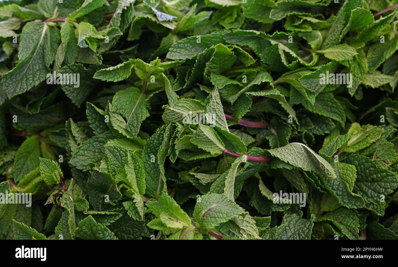 Heap of fresh green mint Stock Photo